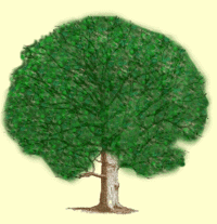 Image of Tree