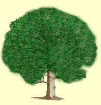 Image of Tree